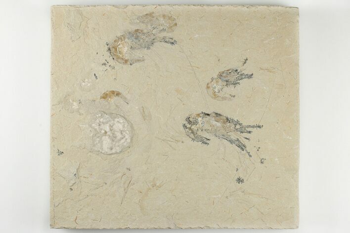 Five Cretaceous Fossil Shrimp (Carpopenaeus) - Hjoula, Lebanon #200694